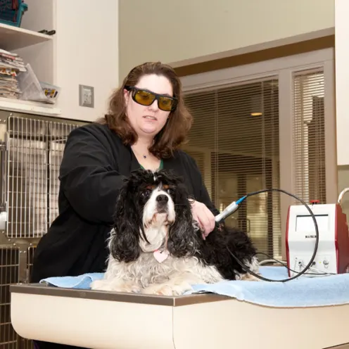 Oregon Veterinary Specialty Hospital staff member treating dog 